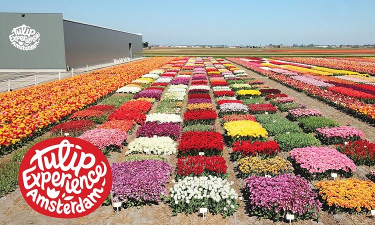 Tulip Experience Amsterdam
